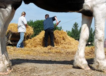 Harm Reduction Works. ‘Wellness Farms’ Won’t.