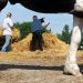 Harm Reduction Works. ‘Wellness Farms’ Won’t.