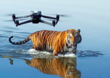 How to watch Tiger Island online from anywhere in the world — stream for free