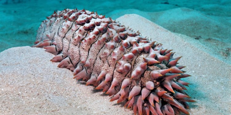 Can AI detect smuggled sea cucumbers?