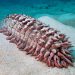 Can AI detect smuggled sea cucumbers?