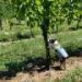 Dogs uncover invasive pests that experts missed in real-world vineyard tests