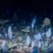 A lack of sex held back life’s diversity for millions of years, fossil study finds