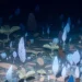 Earth’s first animals barely evolved until sex changed everything