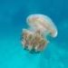 Researchers develop a new anti-jellyfish floating buoy