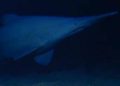 Goblin shark filmed in its native habitat for the first time