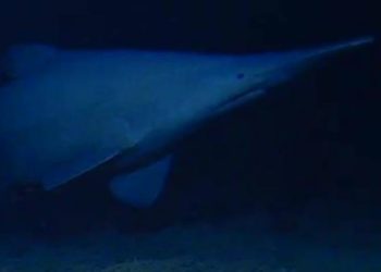 Goblin shark filmed in its native habitat for the first time