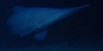Goblin shark filmed in its native habitat for the first time