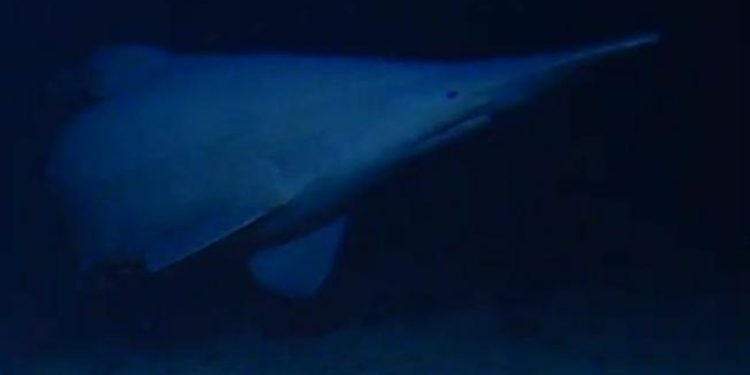 Goblin shark filmed in its native habitat for the first time
