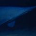 Goblin shark filmed in its native habitat for the first time
