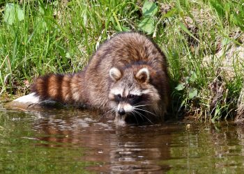 Raccoons might be spreading diarrhea-causing bacteria in Japan