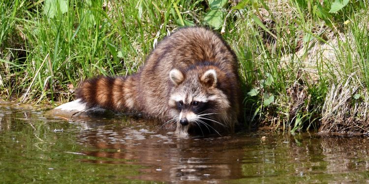 Raccoons might be spreading diarrhea-causing bacteria in Japan
