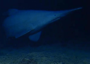 Goblin Sharks Caught on Camera in Their Natural Habitat for the First Time