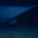 Goblin Sharks Caught on Camera in Their Natural Habitat for the First Time