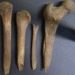 Scottish Burial Site Suggests an Iron Age Woman&rsquo;s Brain Was Removed and Bones Carved After Death