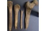 Scottish Burial Site Suggests an Iron Age Woman&rsquo;s Brain Was Removed and Bones Carved After Death