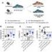 Gut hormone FGF15 changes how mice respond to weight loss