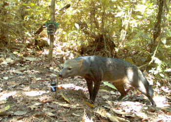 Mysterious Amazonian ‘ghost dog’ caught on camera