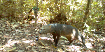 Mysterious Amazonian ‘ghost dog’ caught on camera