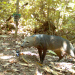Mysterious Amazonian ‘ghost dog’ caught on camera