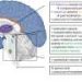 Central nervous system a key player in diabetes pain