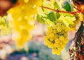 How Growing Up on a Grape Farm Prepared Me to Lead a Tech Company