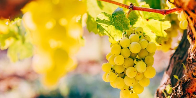 How Growing Up on a Grape Farm Prepared Me to Lead a Tech Company