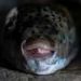 Greek fishermen struggle to keep up with pufferfish invaders