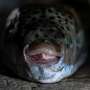 Greek fishermen struggle to keep up with pufferfish invaders