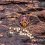 Devoted dads and citizen science: The evolution of parental care in harvestmen spiders is uncovered