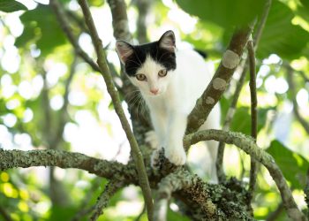 What to do if your cat gets stuck in a tree