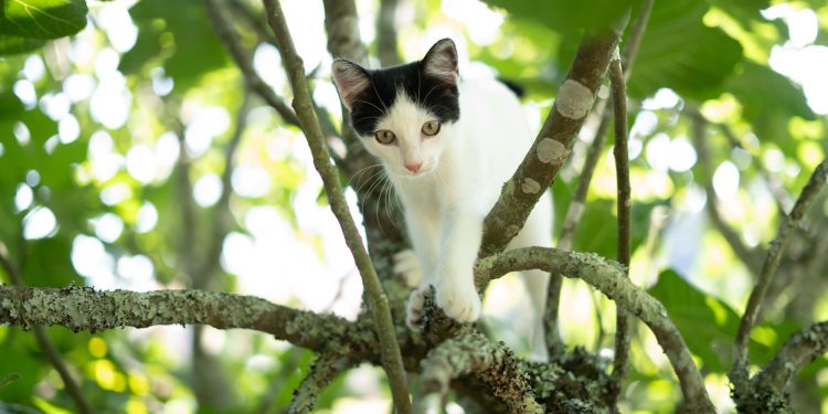 What to do if your cat gets stuck in a tree