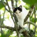 What to do if your cat gets stuck in a tree