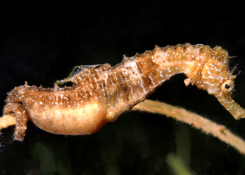 Florida students watch male seahorse give birth in the wild