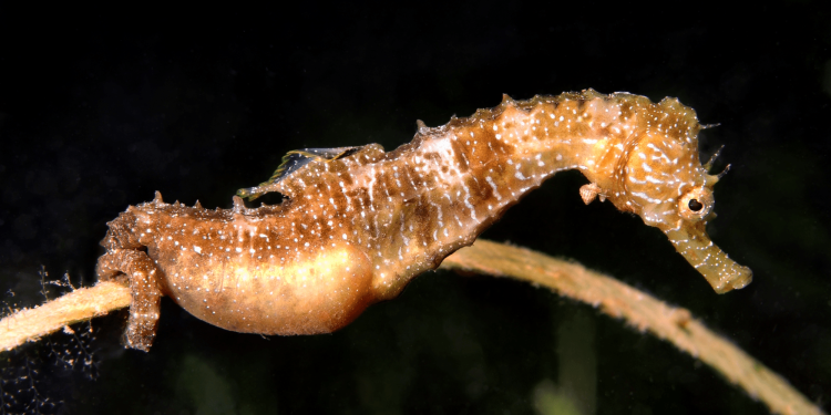 Florida students watch male seahorse give birth in the wild