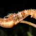 Florida students watch male seahorse give birth in the wild