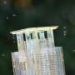 Scaling up key as French firm bets on sterile mosquitoes