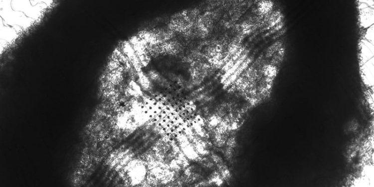 ‘Cyborg’ Islet Cells and Potential New Diabetes Therapies