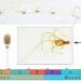 Ancient amber fossil captures mites marching in line