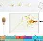 Ancient amber fossil captures mites marching in line