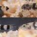 Bumblebee goby species discovered on China’s Hengqin island is one of the smallest fishes in the world