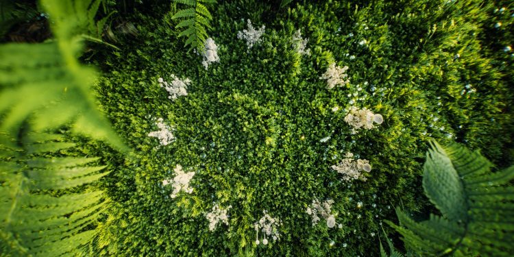 EU Sustainable Supply Chains Coalition created in run up to EUDR