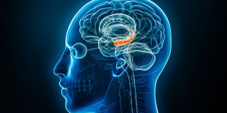 Estrogen levels in both the male and female brain may shape memory’s resilience in face of stress