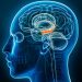 Estrogen levels in both the male and female brain may shape memory’s resilience in face of stress