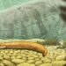 ‘A completely different story’: 300 million-year-old fossils reveal the first vertebrate land dwellers weren’t what we thought, researchers claim