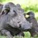 How animals communicate to work together across species boundaries