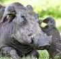 How animals communicate to work together across species boundaries
