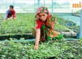 India bans wellness wonder ashwagandha’s leaf products on health risk