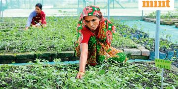 India bans wellness wonder ashwagandha’s leaf products on health risk