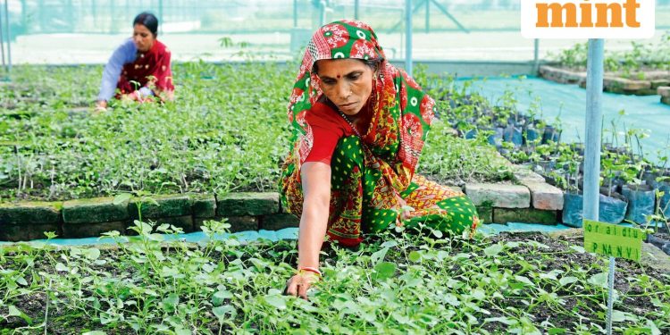 India bans wellness wonder ashwagandha’s leaf products on health risk